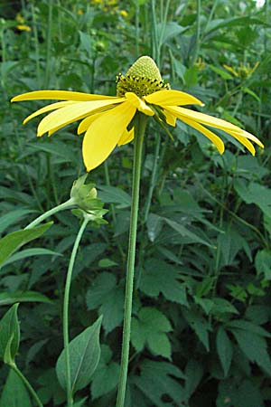 Rudbeckia laciniata \ Schlitzblttriger Sonnenhut, Hoher Sonnenhut, Slowenien Drau-Tal 20.7.2007