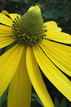 Rudbeckia laciniata \ Schlitzblttriger Sonnenhut, Hoher Sonnenhut, Slowenien Drau-Tal 20.7.2007