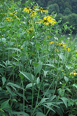 Rudbeckia laciniata \ Schlitzblttriger Sonnenhut, Hoher Sonnenhut, Slowenien Drau-Tal 20.7.2007