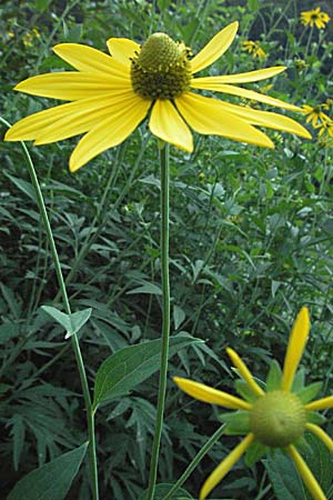 Rudbeckia laciniata \ Schlitzblttriger Sonnenhut, Hoher Sonnenhut, Slowenien Drau-Tal 20.7.2007