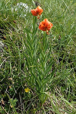 Lilium carniolicum subsp. carniolicum \ Krainer Lilie / Carniolan Lily, Slowenien/Slovenia Koschuta, Planina Pungrat 6.7.2019
