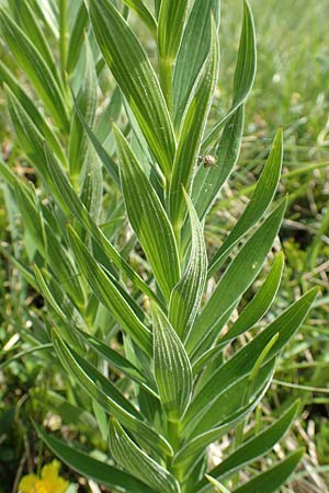 Lilium carniolicum subsp. carniolicum \ Krainer Lilie, Slowenien Koschuta, Planina Pungrat 6.7.2019