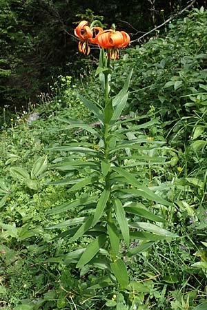 Lilium carniolicum subsp. carniolicum \ Krainer Lilie / Carniolan Lily, Slowenien/Slovenia Loibl-Pass 8.7.2019