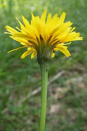 Scorzoneroides helvetica \ Schweizer Schuppenlwenzahn / Swiss Hawkbit, Slowenien/Slovenia Nova Vas 27.6.2010