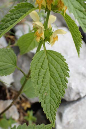 Lamium flavidum \ Blassgelbe Goldnessel / Pale Yellow Archangel, Slowenien/Slovenia Koschuta, Planina Pungrat 6.7.2019