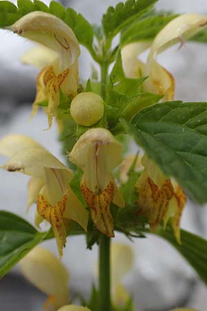 Lamium flavidum \ Blassgelbe Goldnessel / Pale Yellow Archangel, Slowenien/Slovenia Koschuta, Planina Pungrat 6.7.2019