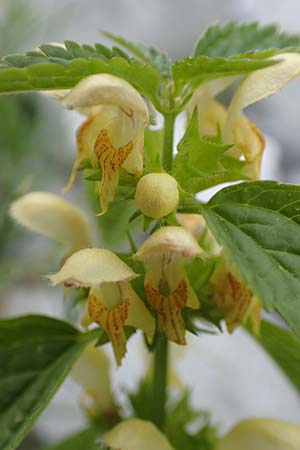 Lamium flavidum \ Blassgelbe Goldnessel / Pale Yellow Archangel, Slowenien/Slovenia Koschuta, Planina Pungrat 6.7.2019