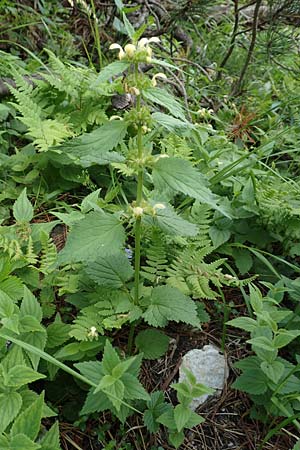 Lamium flavidum \ Blassgelbe Goldnessel / Pale Yellow Archangel, Slowenien/Slovenia Koschuta, Planina Pungrat 6.7.2019