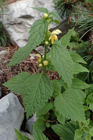 Lamium flavidum \ Blassgelbe Goldnessel / Pale Yellow Archangel, Slowenien/Slovenia Koschuta, Planina Pungrat 6.7.2019