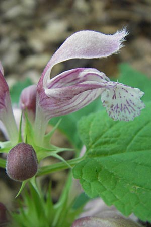 Lamium orvala \ Groe Taubnessel, Nesselknig / Balm-Leaved Archangel, Slowenien/Slovenia Postojna 27.6.2010