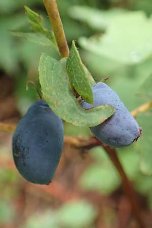 Lonicera caerulea \ Blaue Heckenkirsche, Slowenien Loibl-Pass 8.7.2019