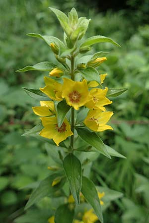 Lysimachia punctata \ Punktierter Gilb-Weiderich, Gold-Felberich, Slowenien Tric 9.7.2019