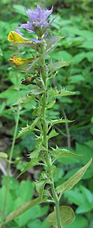 Melampyrum nemorosum \ Hain-Wachtelweizen, Slowenien Drau-Tal 20.7.2007