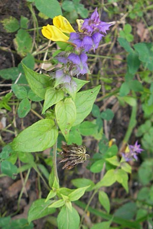 Melampyrum nemorosum \ Hain-Wachtelweizen, Slowenien Sajevce 1.8.2011