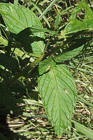 Mentha spicata \ Grne Minze, hrige Minze / Spear-Mint, Slowenien/Slovenia Postojna 14.7.2007