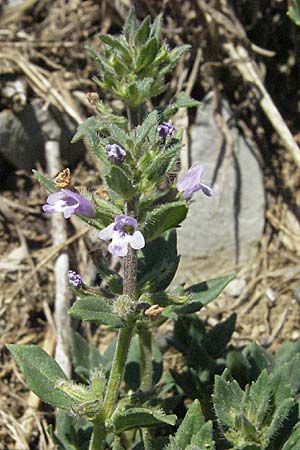 Clinopodium acinos \ Gemeiner Steinquendel, Slowenien Postojna 14.7.2007