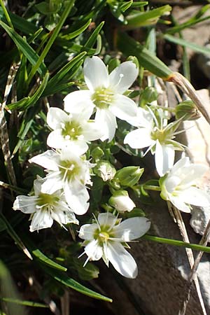 Sabulina austriaca \ sterreicher Miere / Austrian Sandwort, Slowenien/Slovenia Koschuta 7.7.2019