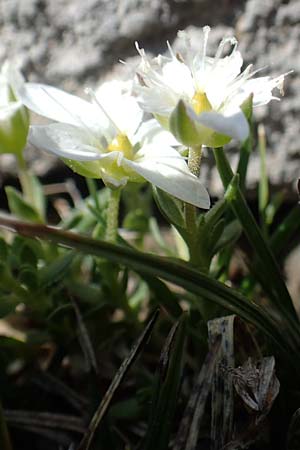 Sabulina austriaca \ sterreicher Miere / Austrian Sandwort, Slowenien/Slovenia Koschuta 7.7.2019