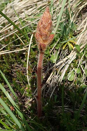 Orobanche gracilis \ Blutrote Sommerwurz / Slender Broomrape, Slowenien/Slovenia Koschuta, Planina Pungrat 6.7.2019