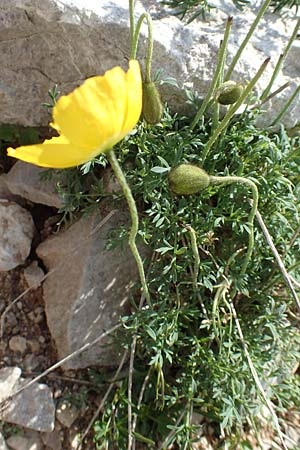 Papaver kerneri \ Kerners Alpen-Mohn, Slowenien Koschuta 7.7.2019