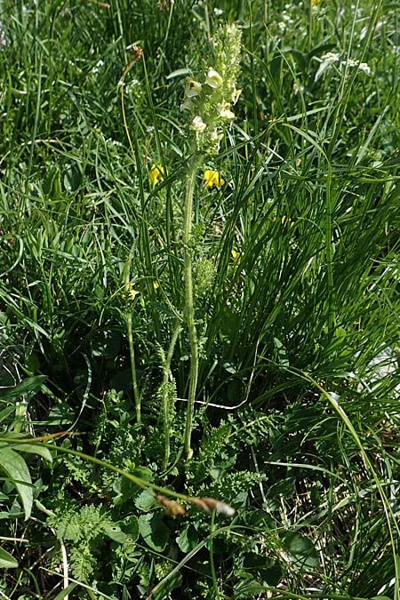 Pedicularis julica \ Julisches Lusekraut / Julian Lousewort, Slowenien/Slovenia Koschuta, Planina Pungrat 6.7.2019