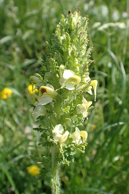 Pedicularis julica \ Julisches Lusekraut / Julian Lousewort, Slowenien/Slovenia Koschuta, Planina Pungrat 6.7.2019