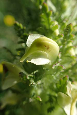 Pedicularis julica \ Julisches Lusekraut / Julian Lousewort, Slowenien/Slovenia Koschuta, Planina Pungrat 6.7.2019