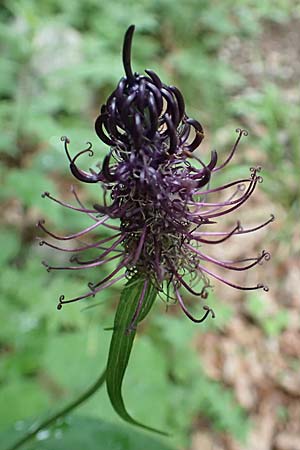 Phyteuma ovatum \ Hallers Teufelskralle / Dark Rampion, Slowenien/Slovenia Koschuta 7.7.2019