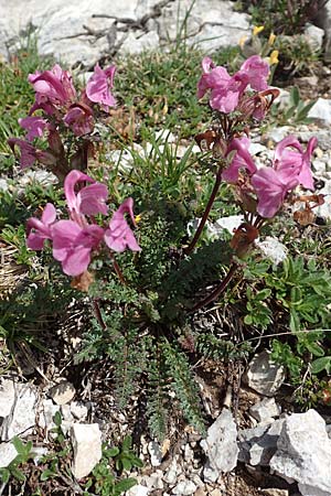 Pedicularis rostratocapitata \ Kopfiges Lusekraut, Geschnbeltes Lusekraut / Beaked Lousewort, Slowenien/Slovenia Koschuta 7.7.2019