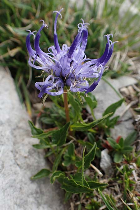 Phyteuma sieberi / Sieber's Rampion, Slovenia Koschuta 7.7.2019