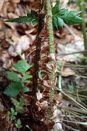 Polystichum aculeatum / Hard Shield Fern, Slovenia Tric 9.7.2019