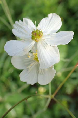 Ranunculus platanifolius \ Platanenblttriger Hahnenfu, Slowenien Loibl-Pass 8.7.2019