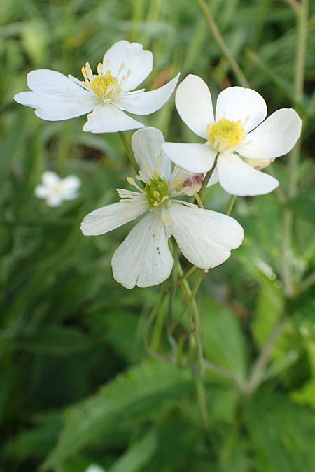 Ranunculus platanifolius \ Platanenblttriger Hahnenfu / Large White Buttercup, Slowenien/Slovenia Loibl-Pass 8.7.2019