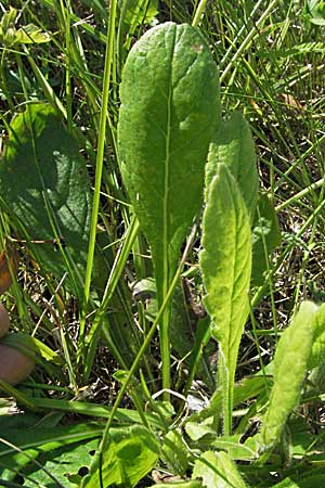 Knautia drymeia subsp. drymeia \ Ungarische Witwenblume, Balkan-Witwenblume, Slowenien Postojna 14.7.2007