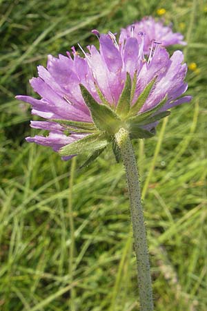 Knautia arvensis \ Acker-Witwenblume, Slowenien Seana 27.6.2010