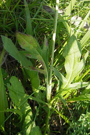 Knautia arvensis \ Acker-Witwenblume, Slowenien Seana 27.6.2010