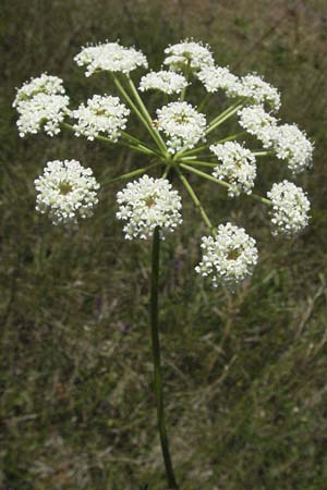 Seseli libanotis \ Heilwurz / Moon Carrot, Slowenien/Slovenia Postojna 14.7.2007