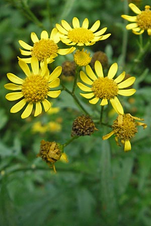 Senecio erraticus \ Spreizendes Greiskraut / Eastern Marsh Ragwort, Slowenien/Slovenia Sajevce 1.8.2011