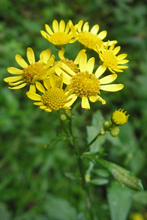 Senecio erraticus \ Spreizendes Greiskraut / Eastern Marsh Ragwort, Slowenien/Slovenia Sajevce 1.8.2011