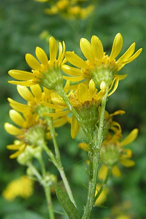 Senecio erraticus \ Spreizendes Greiskraut, Slowenien Sajevce 1.8.2011