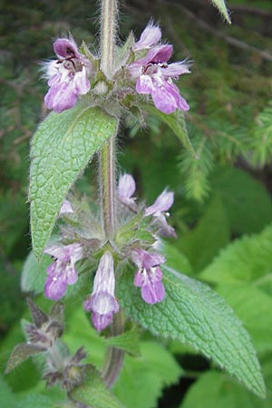 Stachys germanica \ Deutscher Ziest / Downy Woundwort, Slowenien/Slovenia Postojna 27.6.2010