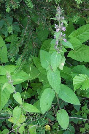 Stachys germanica \ Deutscher Ziest, Slowenien Postojna 27.6.2010