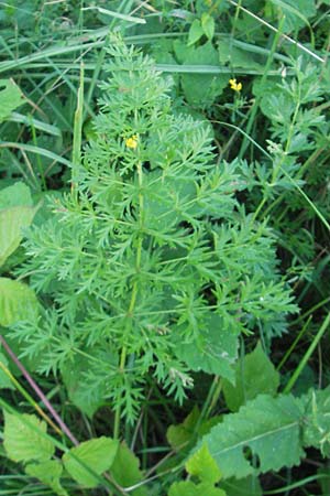 Seseli libanotis / Moon Carrot, Slovenia Kozina 31.7.2011