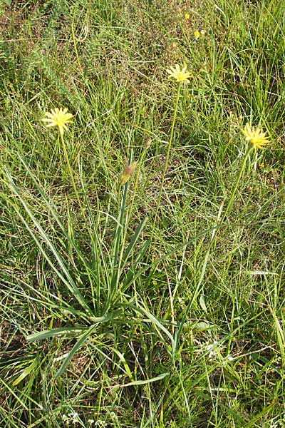 Scorzonera villosa \ Zottige Schwarzwurzel, Slowenien Seana 27.6.2010