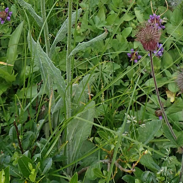 Tephroseris tenuifolia \ Läger-Greiskraut, Schweizer Aschenkraut, Slowenien Koschuta, Planina Pungrat 6.7.2019