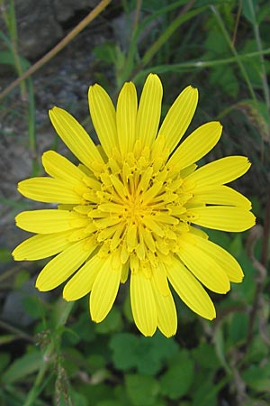 Tragopogon orientalis \ stlicher Wiesen-Bocksbart, Slowenien Postojna 27.6.2010