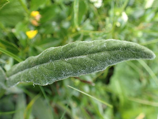 Tephroseris tenuifolia \ Lger-Greiskraut, Schweizer Aschenkraut / Groundsel, Slowenien/Slovenia Koschuta, Planina Pungrat 6.7.2019