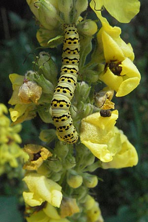 Verbascum alpinum \ Alpen-Knigskerze, Slowenien Postojna 14.7.2007