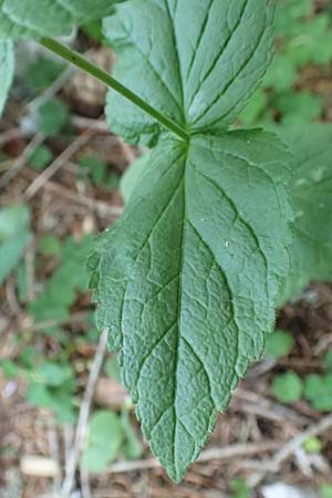 Veronica urticifolia \ Nessel-Ehrenpreis / Nettle-Leaved Speedwell, Slowenien/Slovenia Koschuta 7.7.2019