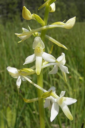 Platanthera bifolia subsp. latiflora \ Zweiblättrige Waldhyazinthe, Große Weiße Waldhyazinthe, Slowenien,  Nova Vas 27.6.2010 